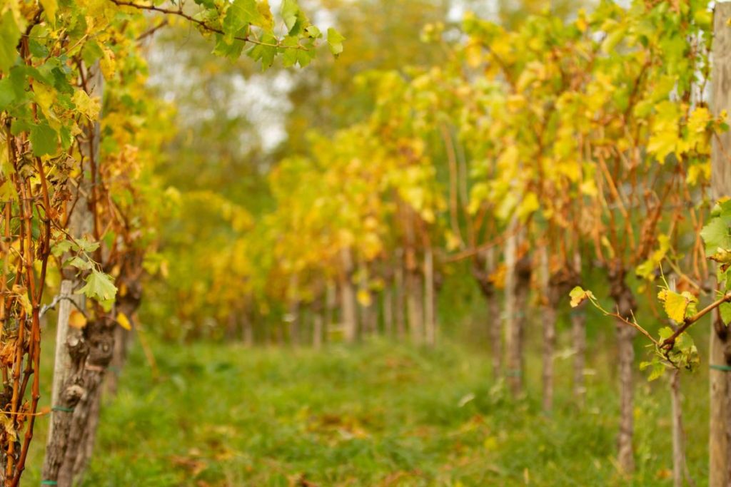 Natural wines are increasingly popular among a wide variety of customers.